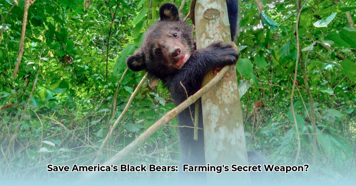 american-black-bear-conservation-efforts